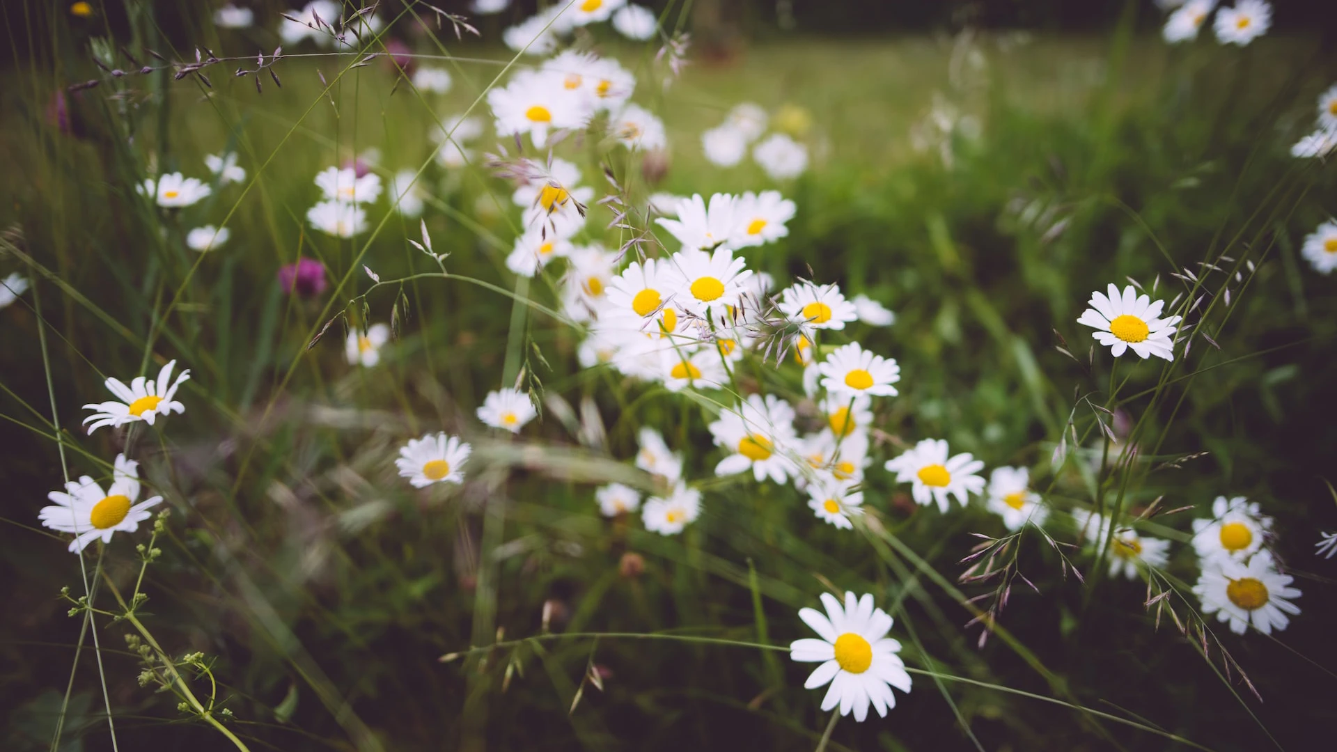 Blogg om midsommar från Nordrå Sweden för inredning med svensk design 4